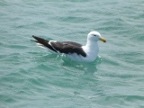 Herring-Gull (140 KB)