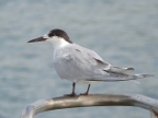 Little-Tern (159 KB)