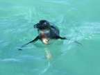 Waterbirds Index