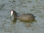 Red-knobbed-Coot (171 KB)