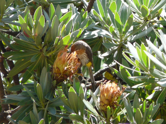 GurneySugarbird