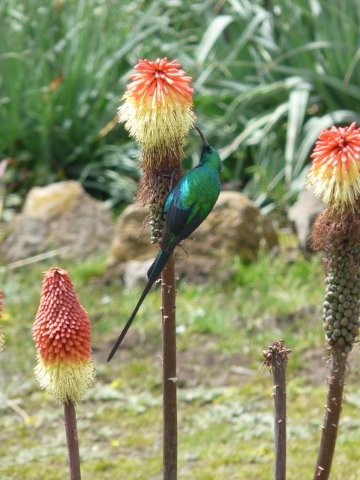 MalachiteSunbird
