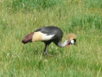 Grey-Crowned