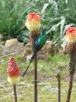 MalachiteSunbird (75 KB)