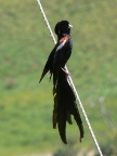 Widowbird (97 KB)