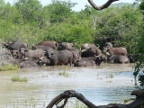 Buffalo-river (221 KB)