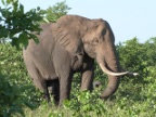 Elephant-Bull (174 KB)