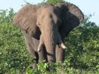 Elephant (167 KB)