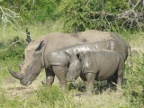 Rhino & Baby (224 KB)