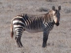 Mountain-Zebra (154 KB)