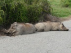 Roadhogs (197 KB)