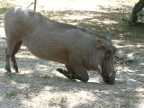 Warthog-Knees (234 KB)