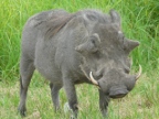 Warthog-closeup (222 KB)