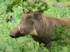 Warthog-portrait (231 KB)