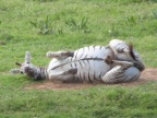 Zebra-rolling (168 KB)
