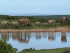 Elephant-line (130 KB)