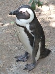 Dapper (99 KB)