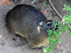 H-Dassie (369 KB)