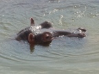 Hippo-head (150 KB)