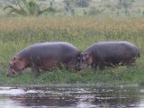 Hippo-pair (202 KB)