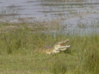 Nile-Crocodile (157 KB)