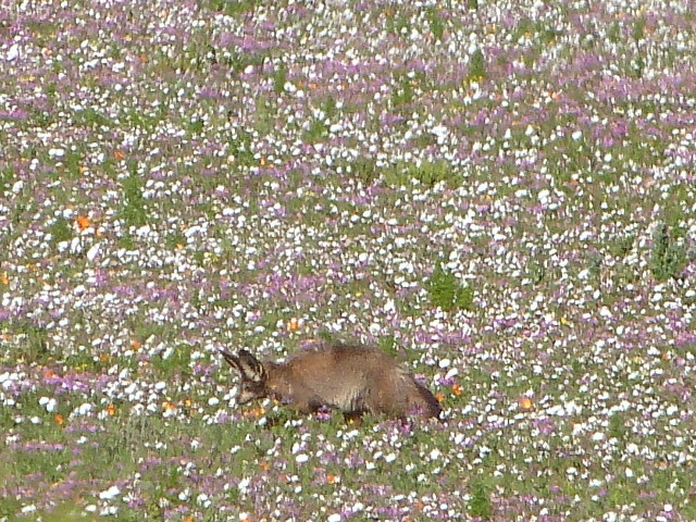 Bat-eared-Fox