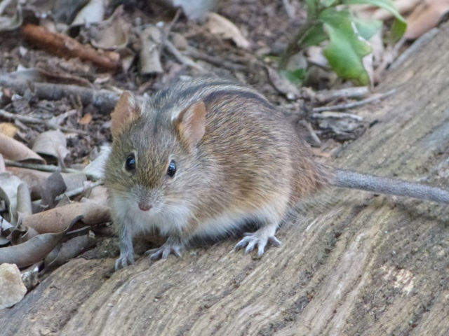 Striped-Mouse (159 KB)