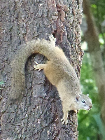 Dassies