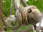 Puff Adder (205 KB)