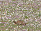 Bat-eared-Fox (190 KB)