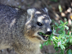 Dassie (177 KB)