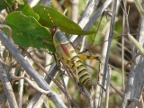 Grasshopper (202 KB)
