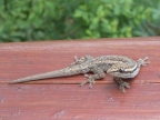 Lizard (174 KB)