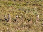 Meercats (173 KB)