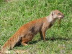 Yellow-Mongoose (160 KB)