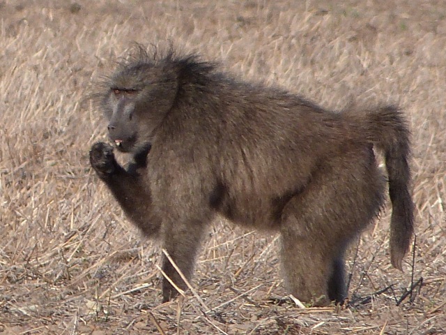 Baboon-big