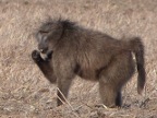 Baboon-big (150 KB)