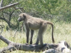 Baboon (208 KB)