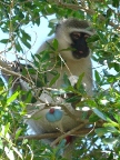Vervet-Male (148 KB)