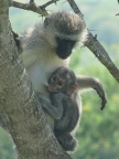 Vervet-baby (111 KB)