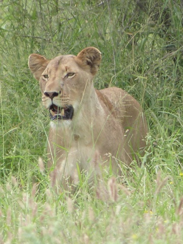 Lioness-2