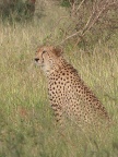 Cheetah-1 (109 KB)