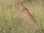 Cheetah-2 (191 KB)