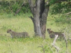 Cheetahs (188 KB)