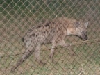 Hyena-2 (189 KB)