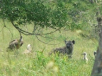 Hyena (191 KB)