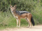 Jackal (214 KB)