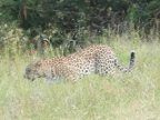 Leopard-1 (173 KB)