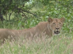 Lioness-1 (166 KB)