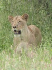 Lioness-2 (193 KB)